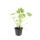 Ground cover - Southern European rock cranesbill - Geranium macrorrhizum - 9cm pot