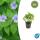 Ground cover - Knotted cranesbill - Geranium nodosum - 9cm pot