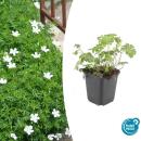Bodendecker - Schnee-Storchschnabel - Geranium sanguineum...