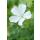 Couvre-sol - Géroflier des neiges - Geranium sanguineum Album - pot 9cm