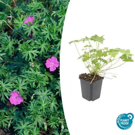 Bodendecker - Blut-Storchschnabel - Geranium sanguineum Tiny Monster - 9cm Topf