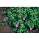 Bodendecker - Blut-Storchschnabel - Geranium sanguineum Tiny Monster - 9cm Topf