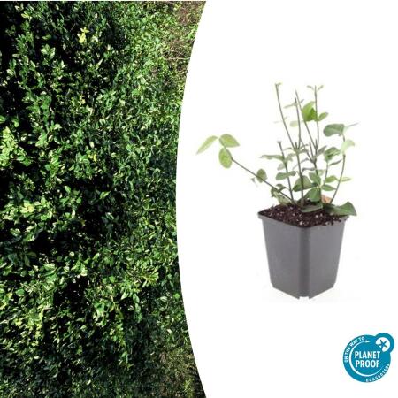 Ground cover - Purple creeping spindle - Euonymus fortunei Coloratus - 9cm pot