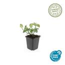 Couvre-sol - Fusain - Euonymus fortunei Darts Blanket - pot 9cm