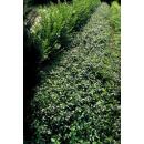 Couvre-sol - Fusain - Euonymus fortunei Darts Blanket - pot 9cm