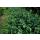 Couvre-sol - Fusain - Euonymus fortunei Darts Blanket - pot 9cm