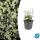 Ground cover - creeping spindle - Euonymus fortunei Harlequin - 9cm pot
