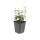 Ground cover - creeping spindle - Euonymus fortunei Harlequin - 9cm pot