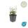 Ground cover - creeping spindle - Euonymus fortunei Harlequin - 9cm pot
