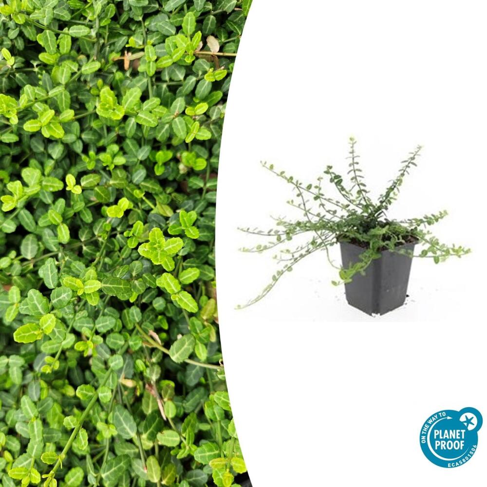 Bodendecker - Kriechspindel - Euonymus fortunei 'Minimus' - 9cm Topf
