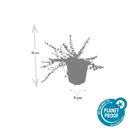 Bodendecker - Kriechspindel - Euonymus fortunei 'Minimus' - 9cm Topf