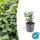 Ground cover - creeping spindle - Euonymus fortunei radicans - 9cm pot