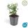 Ground cover - creeping spindle - Euonymus fortunei radicans - 9cm pot