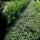 Ground cover - creeping spindle - Euonymus fortunei radicans - 9cm pot
