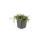 Ground cover - Moss - Brown pinnate moss - Leptinella squalida - Cotula - 9cm pot
