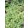 Ground cover - Moss - Brown pinnate moss - Leptinella squalida - Cotula - 9cm pot