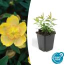 Ground cover - St. Johns Wort - Hypericum calycinum - 9cm...