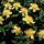 Ground cover - St. Johns Wort - Hypericum calycinum - 9cm pot