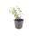 Bodendecker - Johanniskraut - Hypericum dummeri Peter Dummer - 9cm Topf