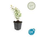 Ground cover - Large-flowered St. Johns wort - Hypericum Hidcote - 9cm pot