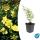 Ground cover - Large-flowered St. Johns wort - Hypericum Hidcote - 9cm pot