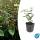Couvre-sol - Millepertuis - Hypericum inodorum - Pot 9cm