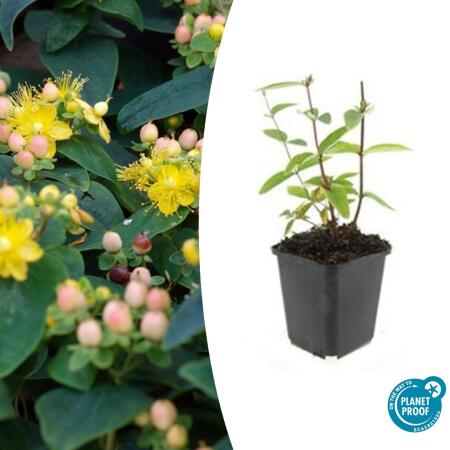Couvre-sol - Millepertuis - Hypericum inodorum Annebel - Pot 9cm