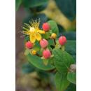 Couvre-sol - Millepertuis - Hypericum inodorum Annebel - Pot 9cm