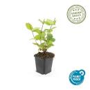 Ground cover - St. Johns wort - Hypericum inodorum Beauty - 9cm pot