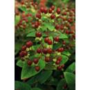 Ground cover - St. Johns wort - Hypericum inodorum Beauty - 9cm pot