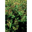 Ground cover - St. Johns wort - Hypericum inodorum Beauty - 9cm pot