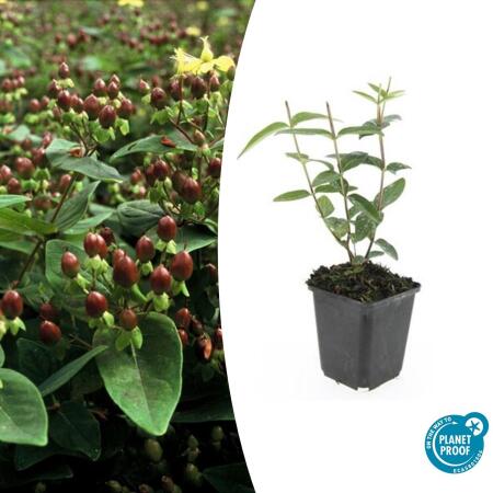 Ground cover - St. Johns wort - Hypericum inodorum Rheingold - 9cm pot