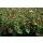 Ground cover - St. Johns wort - Hypericum inodorum Rheingold - 9cm pot