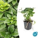 Ground cover - Shade green - Dickmännchen -...