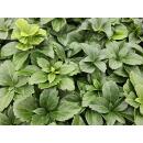 Ground cover - Shade green - Dickmännchen - Pachysandra terminalis - 9cm pot