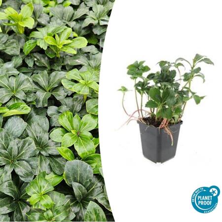Bodendecker - Schattengrün - Dickmännchen - Pachysandra Green Sheen - 9cm Topf