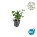 Bodendecker - Schattengrün - Dickmännchen - Pachysandra Green Sheen - 9cm Topf