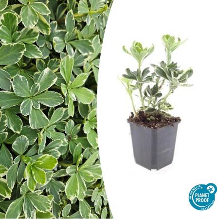 Couvre-sol - Pachysandra terminalis Variegata - Pot 9cm