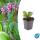 Bodendecker - Staude - Bergenie - Bergenia cordifolia Herbstblüte - 9cm Topf