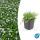 Couvre-sol - Lobelia blanc - Isotoma fluviatilis Alba - pot 9cm