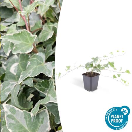 Couvre-sol - Lierre - Hedera helix Glacier - pot 9cm