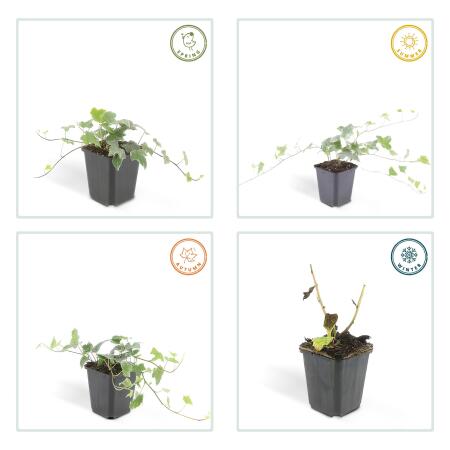 drachenbaum samen Frische Drachenbaum Samen kaufen (Geprüfte Keimquote) – Pflanzpaket main image 0
