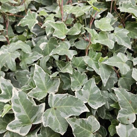 efeu helix Efeu - Hedera helix