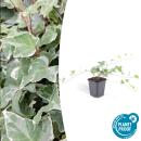 Couvre-sol - Lierre - Hedera helix Glacier - pot 9cm