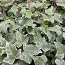 Couvre-sol - Lierre - Hedera helix Glacier - pot 9cm
