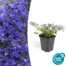 Rock garden perennial - Bellflower - Campanula...