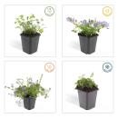 Rock garden perennial - Bellflower - Campanula poscharskyana Stella - 9cm pot