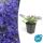 Rock garden perennial - Bellflower - Campanula poscharskyana Stella - 9cm pot
