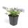 Rock garden perennial - Bellflower - Campanula poscharskyana Stella - 9cm pot