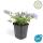 Rock garden perennial - Bellflower - Campanula poscharskyana Stella - 9cm pot